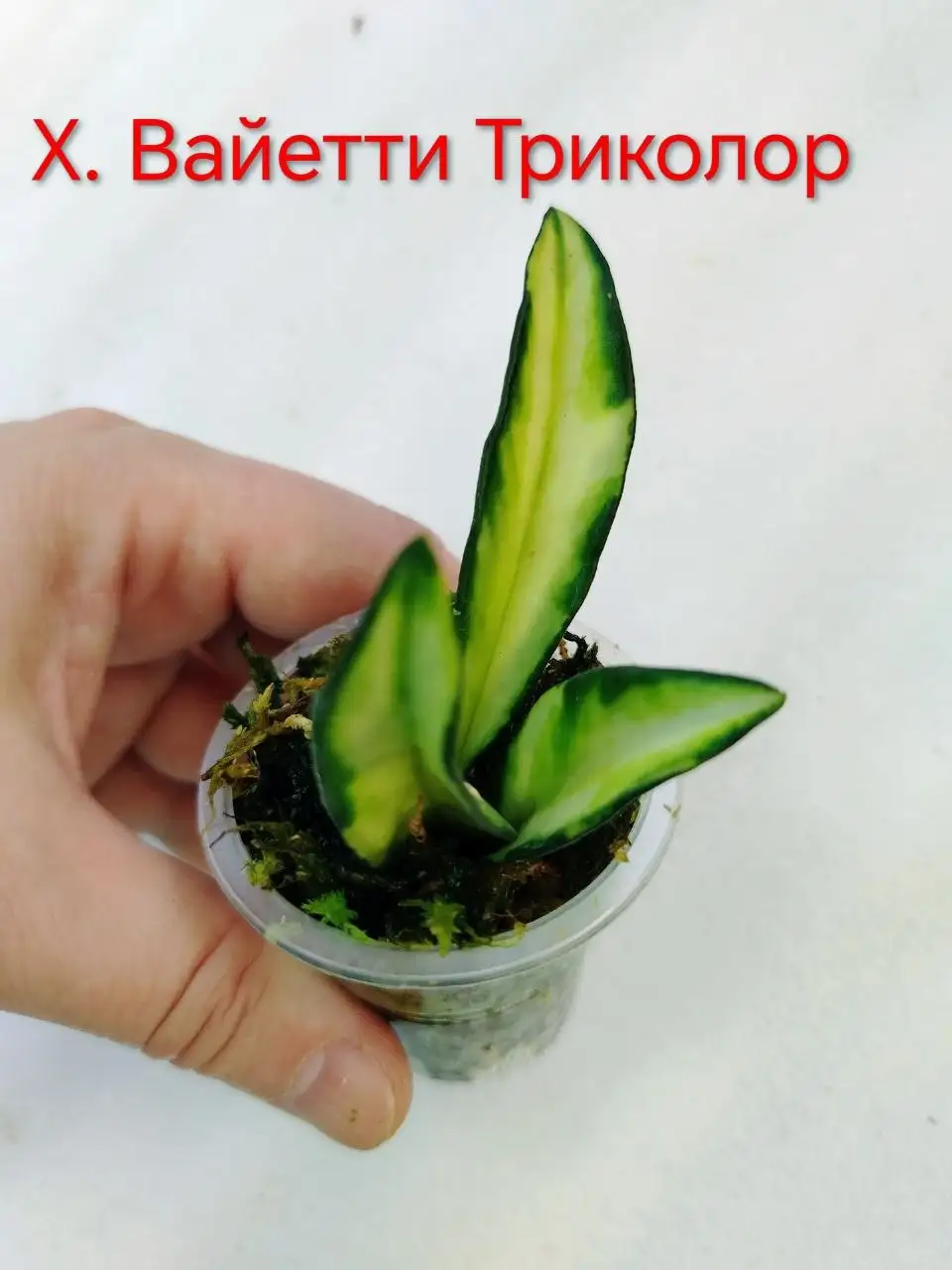 Хойи в Сосновоборске - Комнатные растения (Хобби и отдых) в Сосновоборск