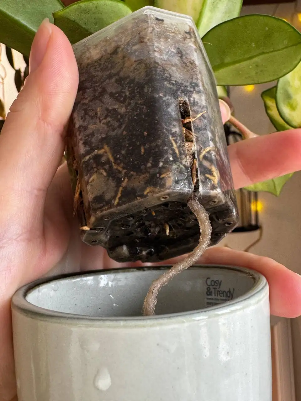 Карноза триколор с длинным усом на фитиле - Комнатные растения (Растения) в Красноярск
