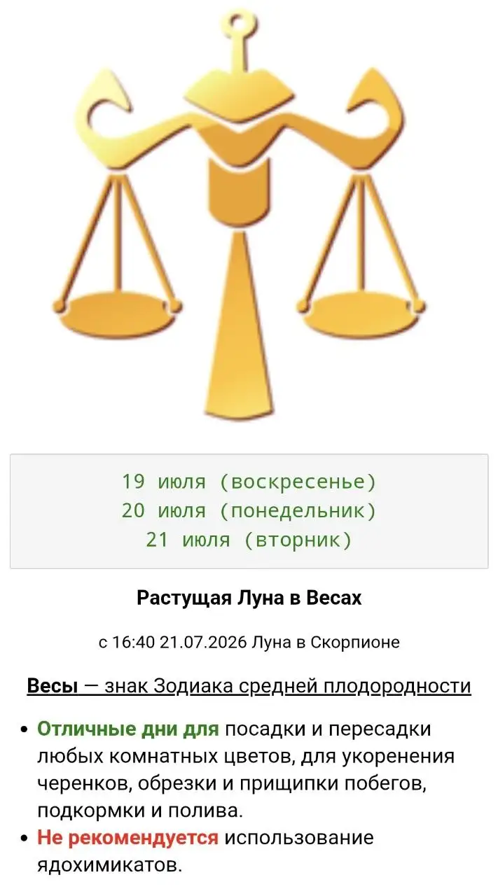 Продажа комнатных растений - Хобби и отдых в Красноярск