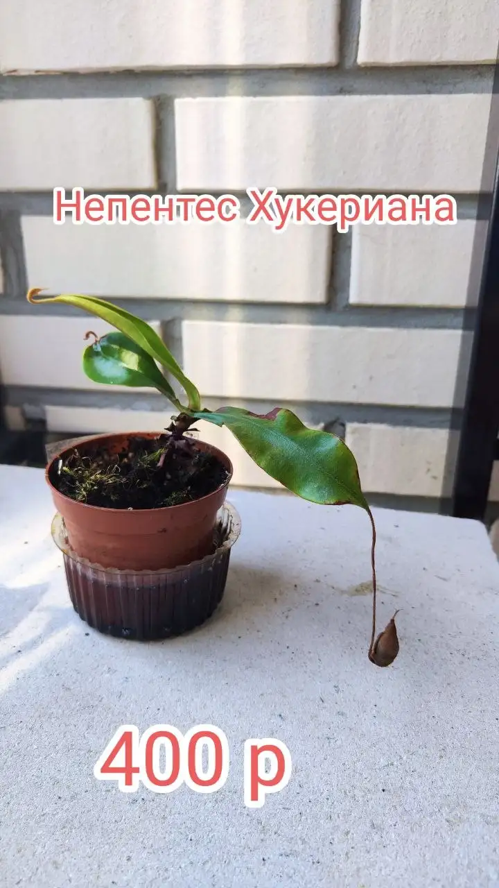 Продам коллекцию хищных растений - Растения (Хобби и отдых) в Красноярск