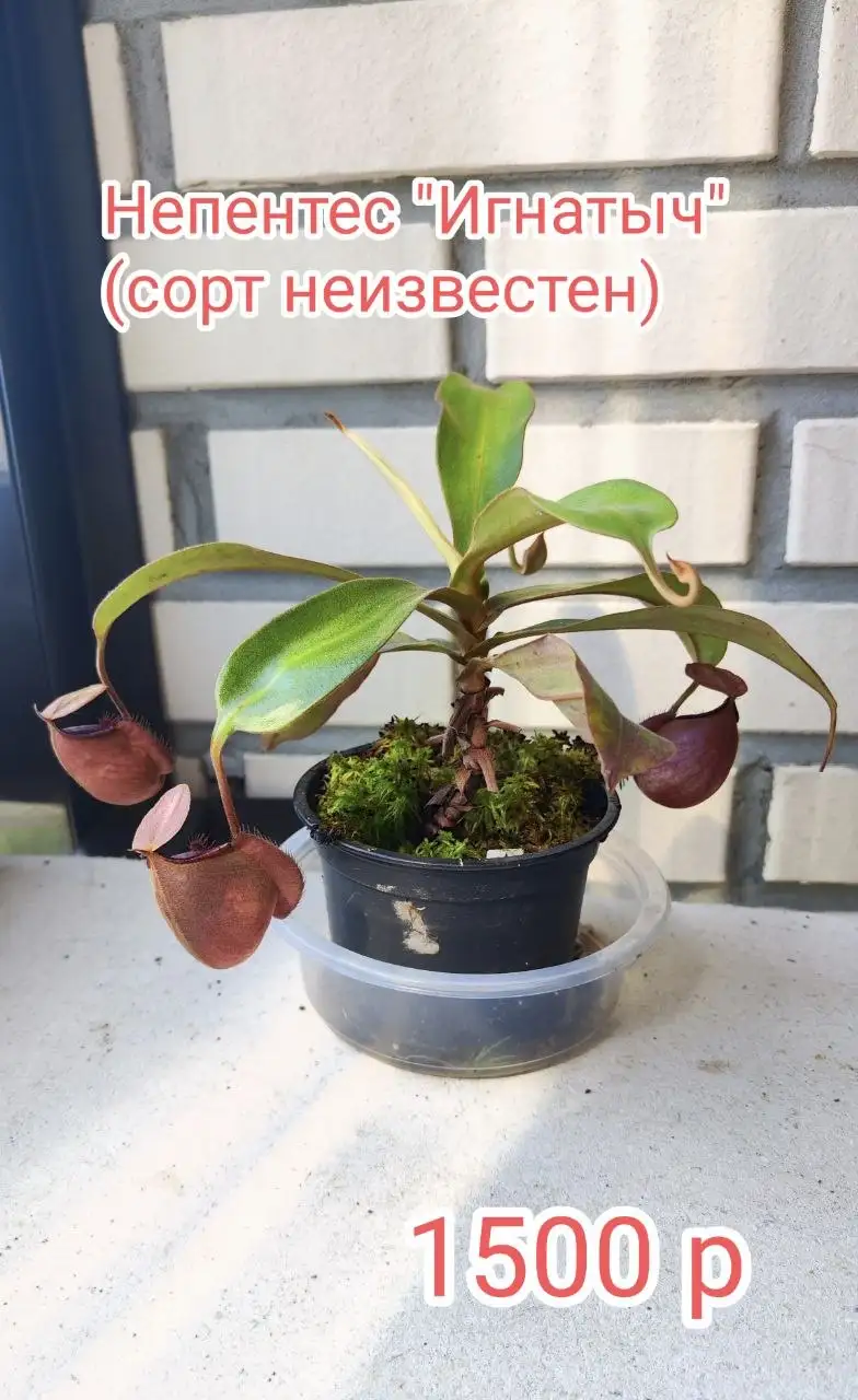 Продам коллекцию хищных растений - Растения (Хобби и отдых) в Красноярск
