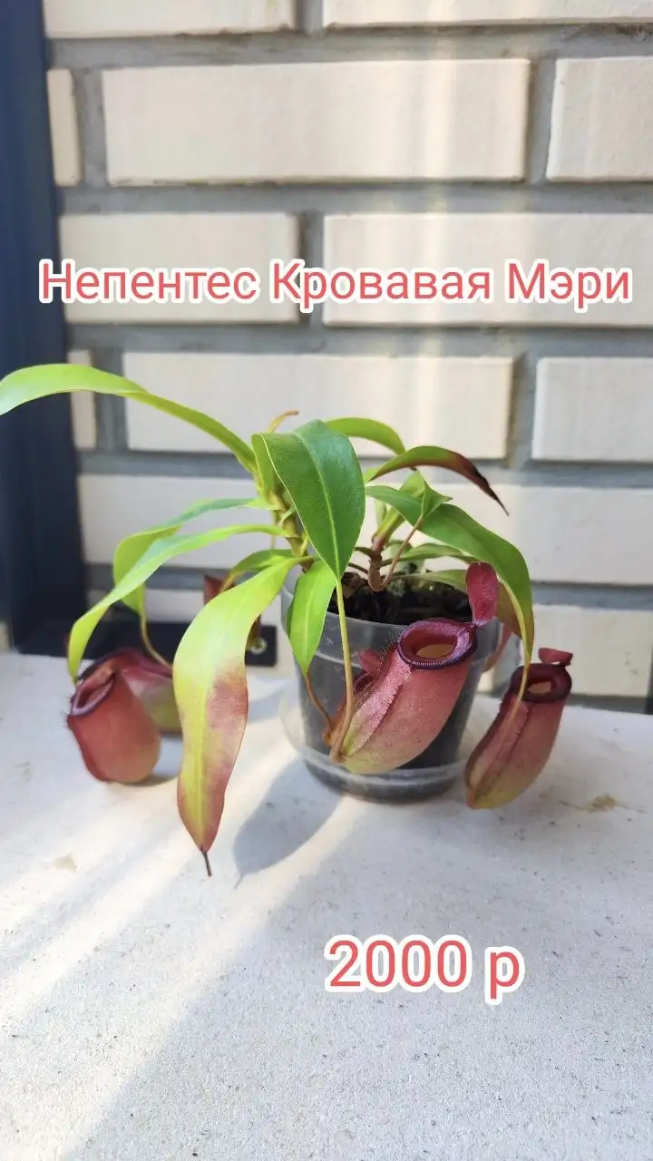 Продам коллекцию хищных растений - Растения (Хобби и отдых) в Красноярск