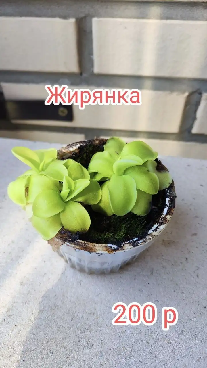 Продам коллекцию хищных растений - Растения (Хобби и отдых) в Красноярск