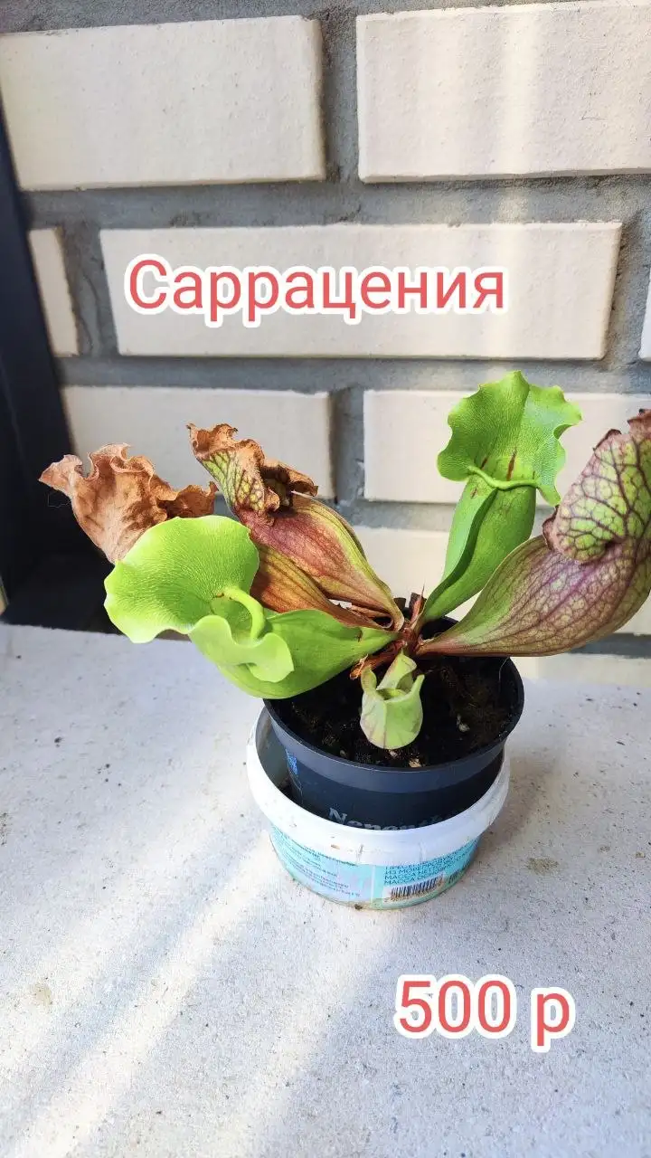 Продам коллекцию хищных растений - Растения (Хобби и отдых) в Красноярск