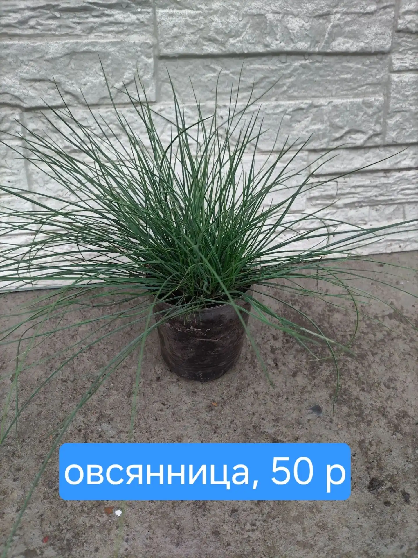 Продажа комнатных растений - Растения (Для дома и дачи) в Красноярск
