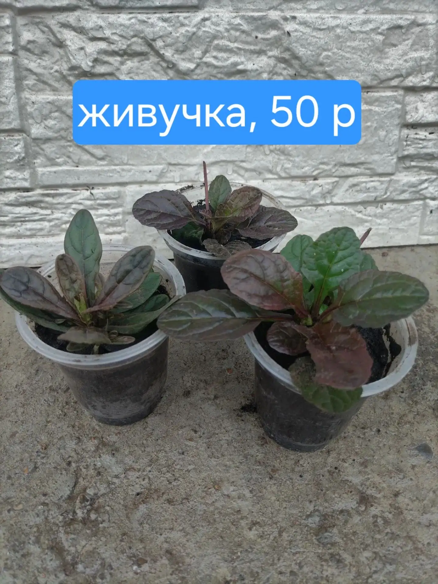 Продажа комнатных растений - Растения (Для дома и дачи) в Красноярск