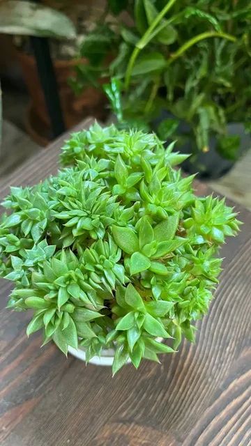 Продам эхеверию агавоидес - Алоказия Кукулата в Красноярск
