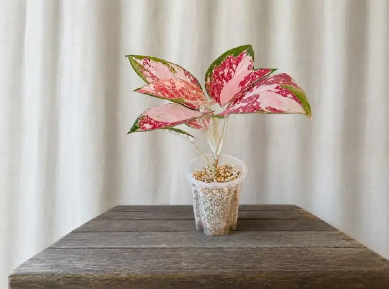 Комнатные растения: Аглаонемы, Дисхидия, Антуриум и другие - Растения (Хобби и отдых) в Саранск