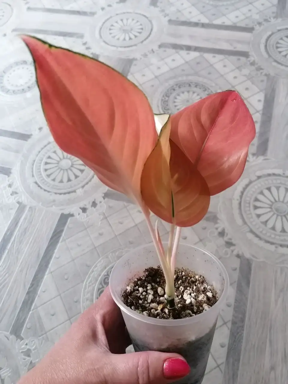 Продам Аглаонему Сепия и Cochin pink - Комнатные растения (Хобби и отдых) в Красноярск