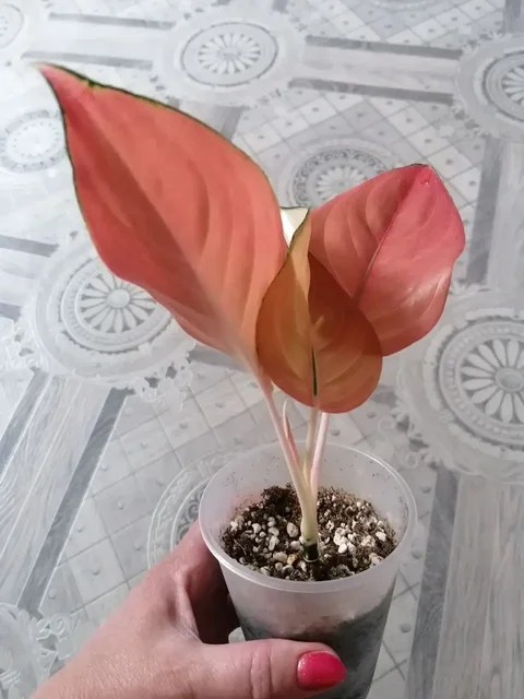 Продам Аглаонему Сепия и Cochin pink - Мерчандайзинг в Красноярск