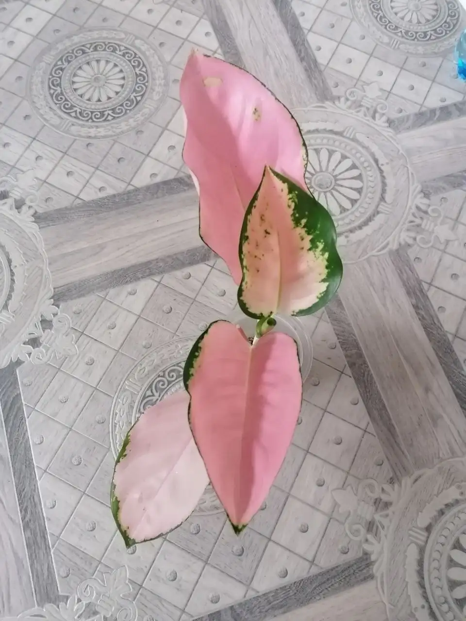 Продам Аглаонему Сепия и Cochin pink - Комнатные растения (Хобби и отдых) в Красноярск