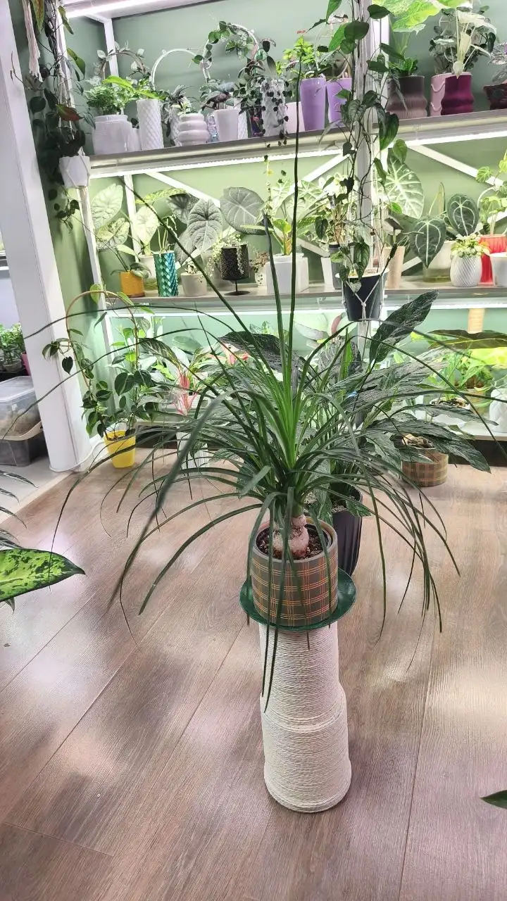 Бокарнея Нолина - Комнатные растения (Для дома и дачи) в Красноярск