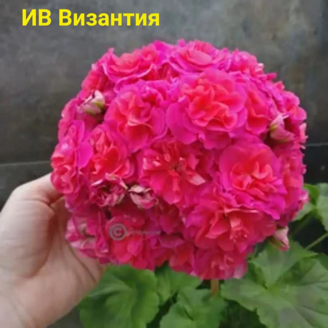 Пеларгония зоналтик (гибрид), крупноцветковая - Комнатные растения (Растения) в Красноярск