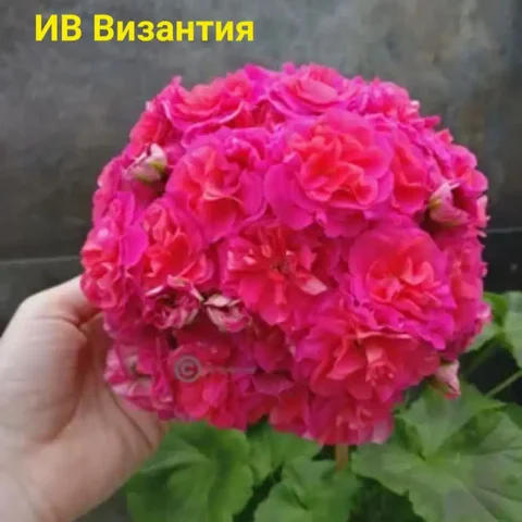 Пеларгония зоналтик (гибрид), крупноцветковая - Пеларгонии в Красноярск