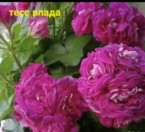 Продам пеларгонию Тесс Влада - Пеларгонии в Красноярск