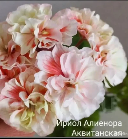 Продам пеларгонию ИРИОЛ-Алиенора Аквитанская - Пеларгонии в Красноярск