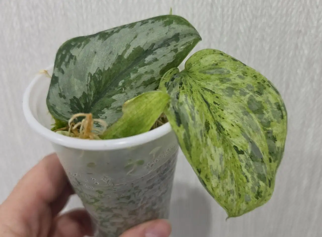 Сциндапсус Peasun, 2 череночка в стакане - Комнатные растения (Для дома и дачи) в Красноярск