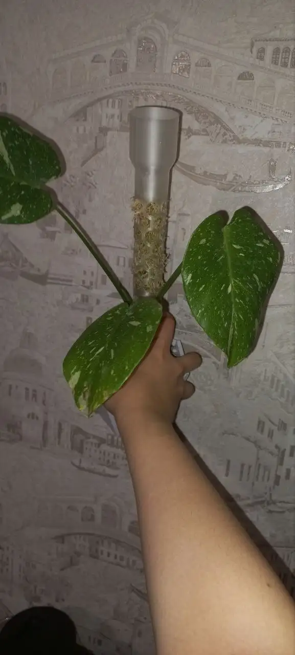 Монстера тайское созвездие на опоре со мхом - Хобби и отдых в Красноярск