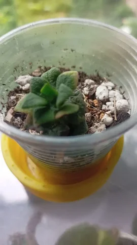 Помощь с комнатным растением - Комнатные растения в Красноярск