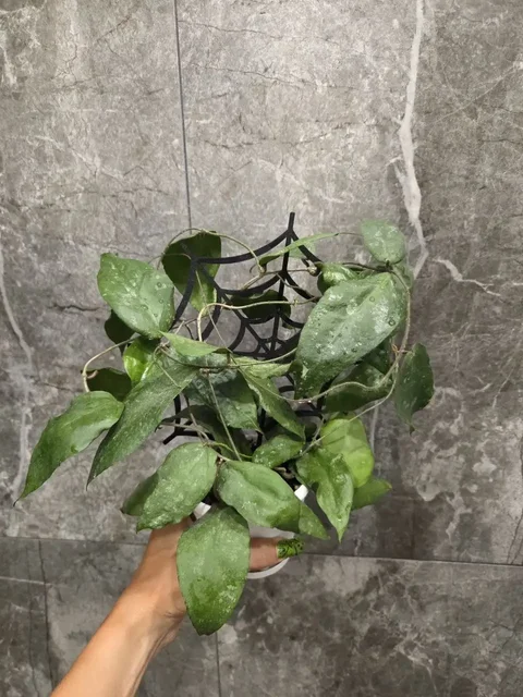 Хойя Каудата Big Green - комнатное растение - Растения в Красноярск