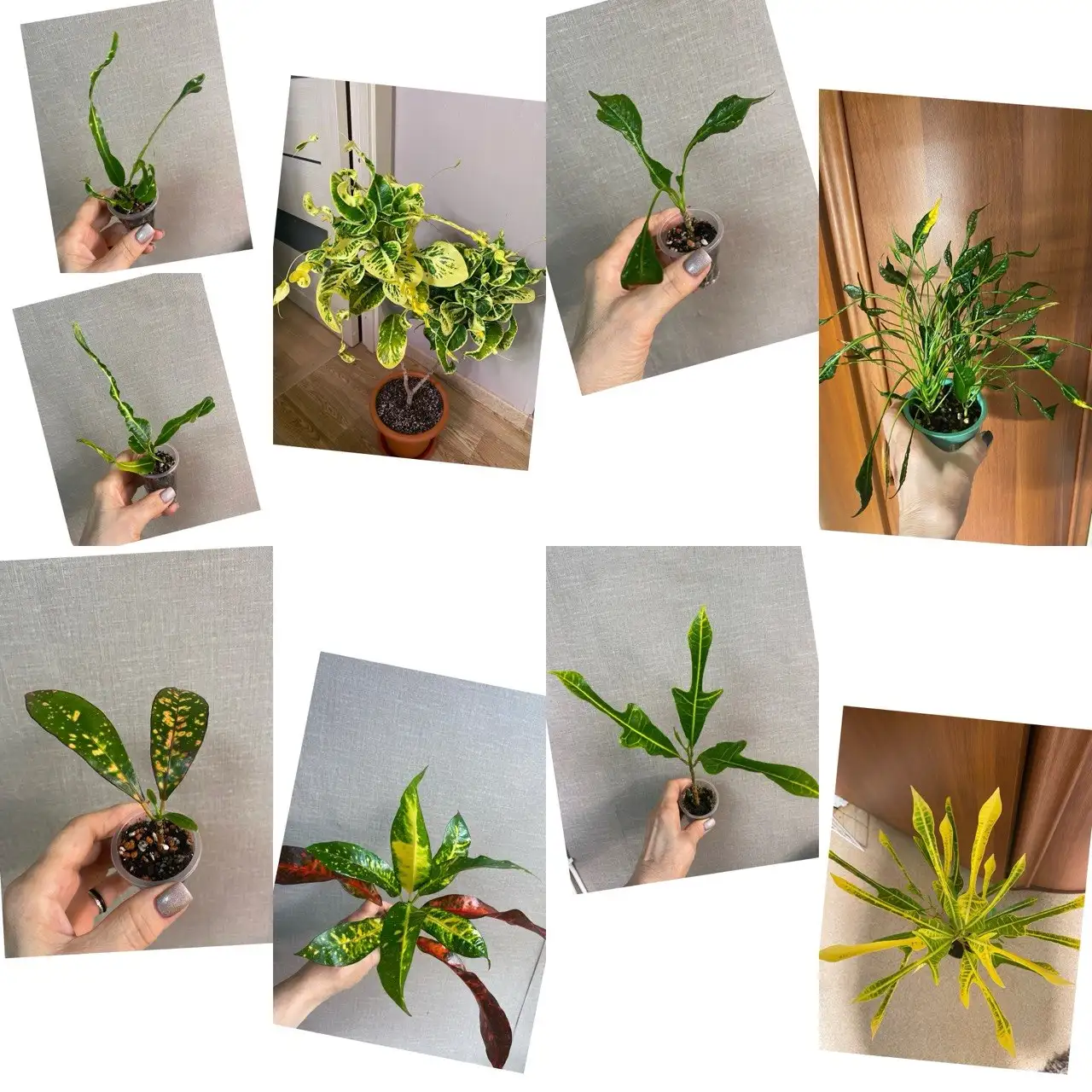 Продажа кротонов (Дой Пуй, Кобра, Мора, Yellow Veination) - Растения (Хобби и отдых) в Красноярск