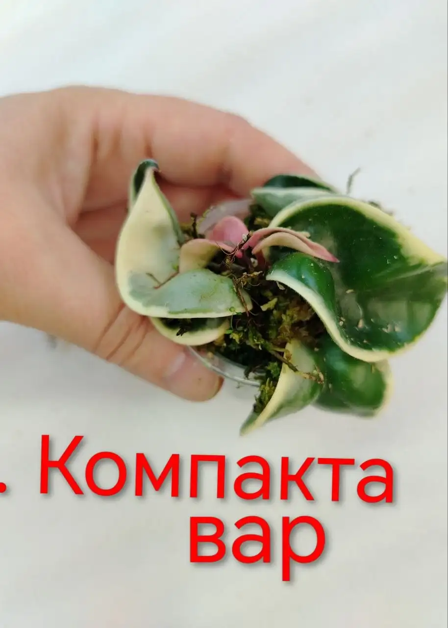Хойя Компакта вариегатная Регал с ростом, укорененные - Комнатные растения (Хобби и отдых) в Сосновоборск