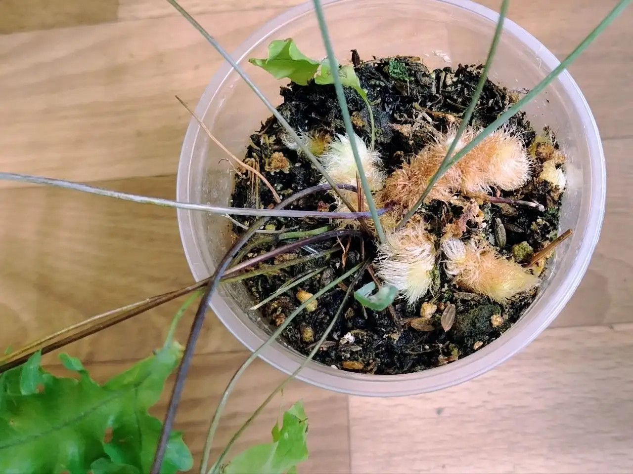 Папоротник Drynaria sp Poonsak - Растения (Хобби и отдых) в Красноярск