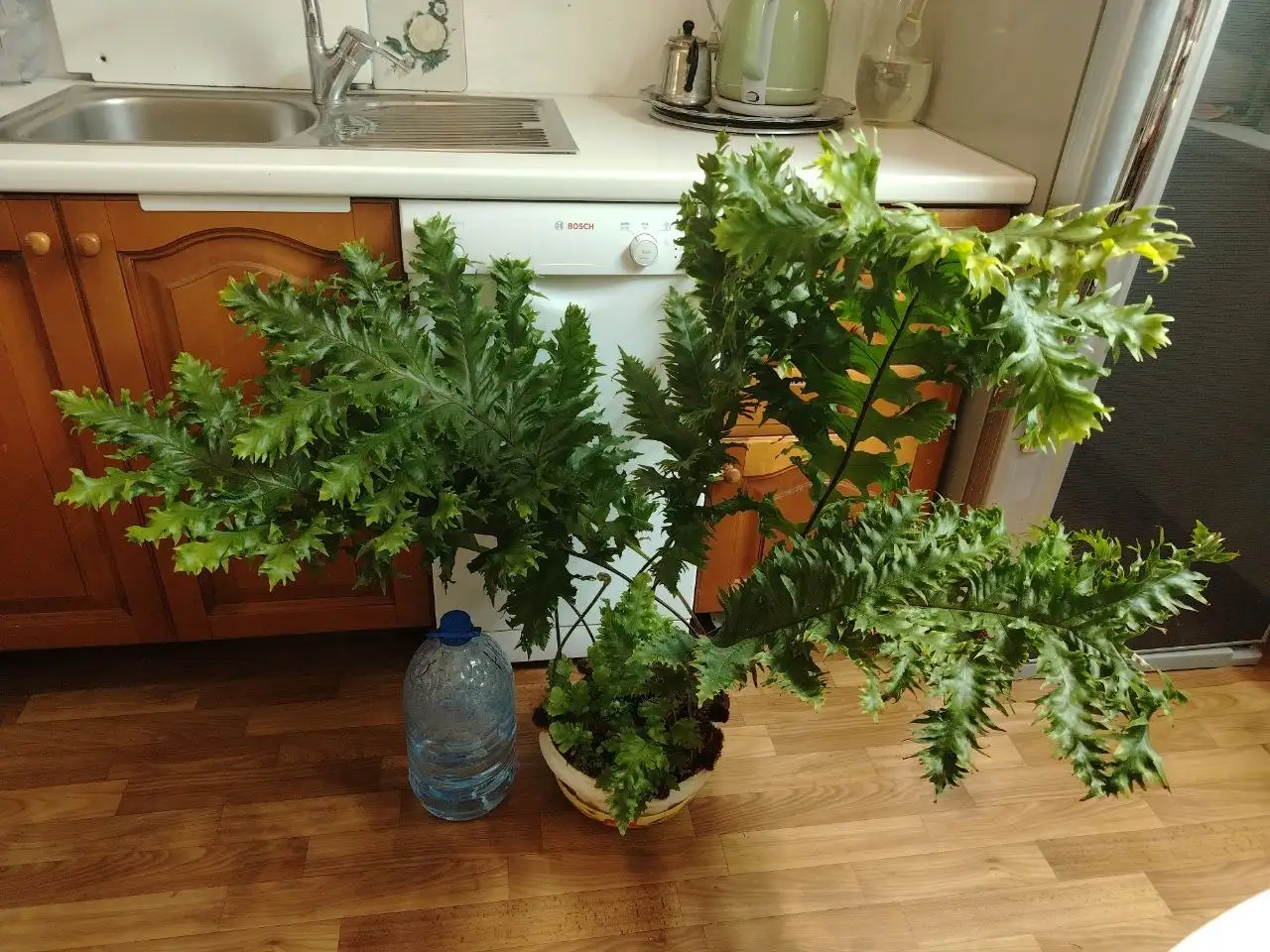 Папоротник Drynaria sp Poonsak - Растения (Хобби и отдых) в Красноярск