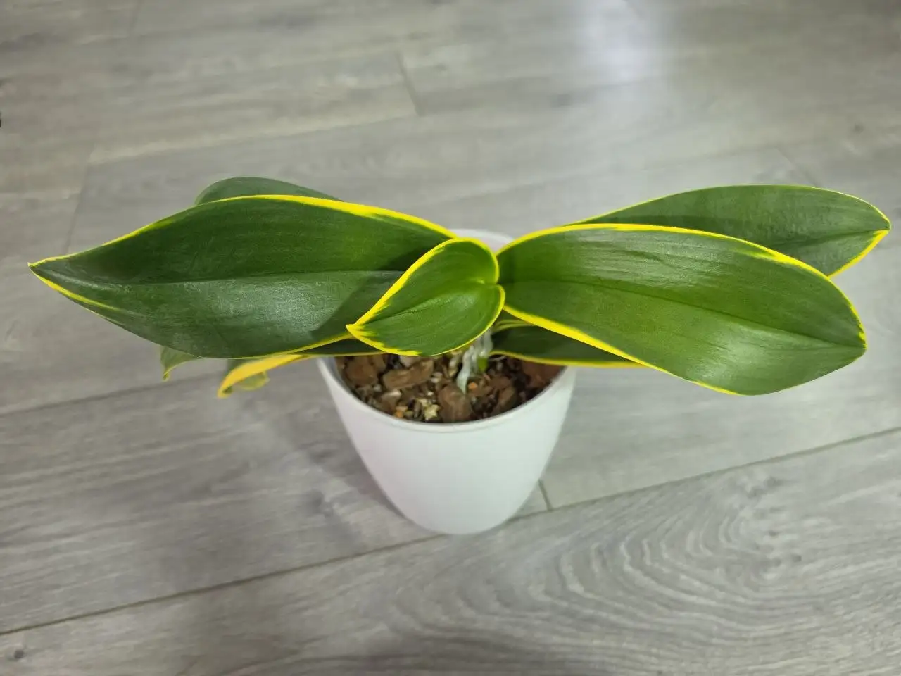 Орхидея фаленопсис Sogo Yenlin 'Coffee' variegata - Растения (Хобби и отдых) в Красноярск