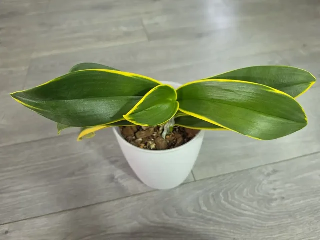 Орхидея фаленопсис Sogo Yenlin 'Coffee' variegata - Музыкальные инструменты в Красноярск