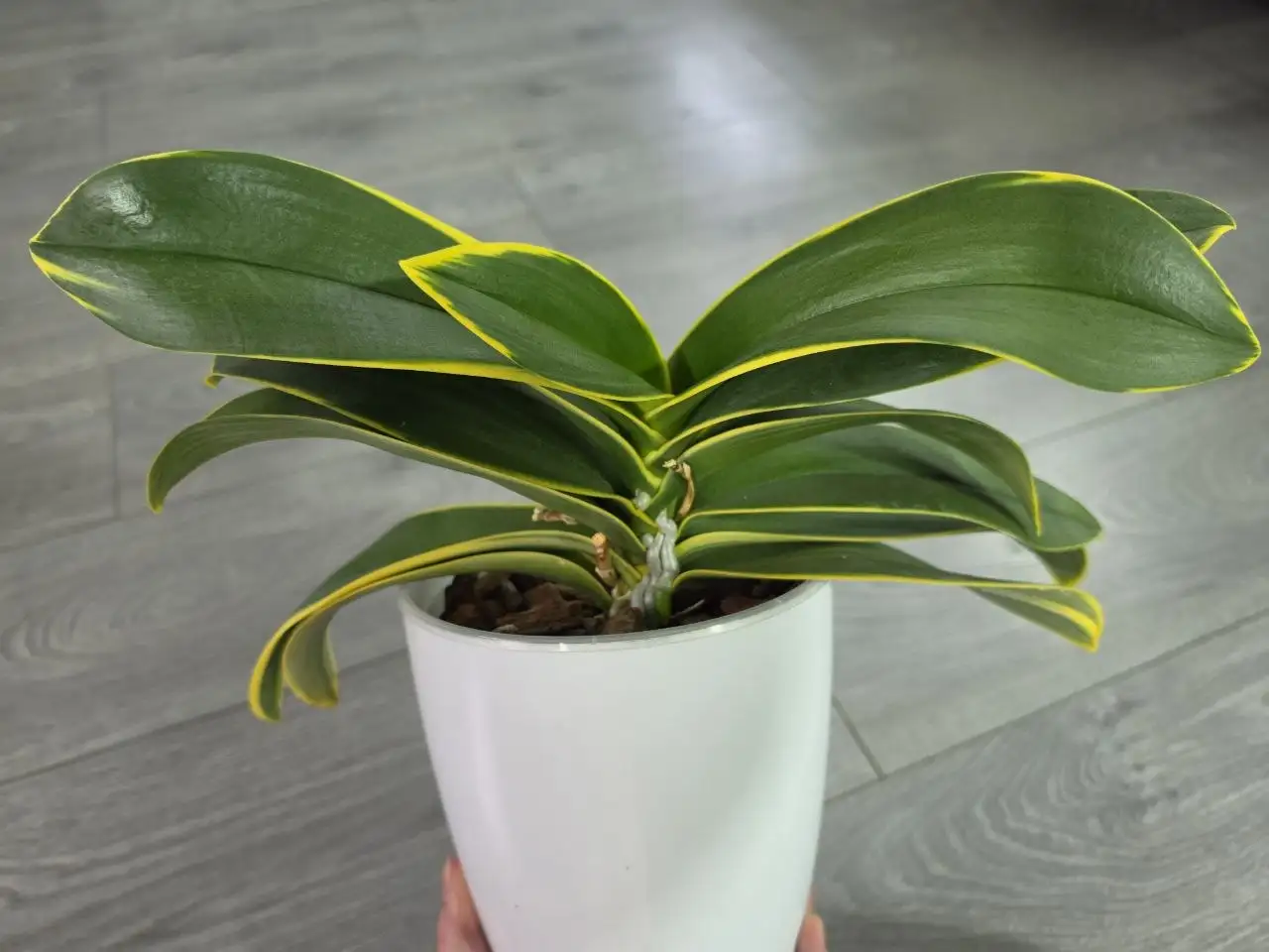 Орхидея фаленопсис Sogo Yenlin 'Coffee' variegata - Растения (Хобби и отдых) в Красноярск
