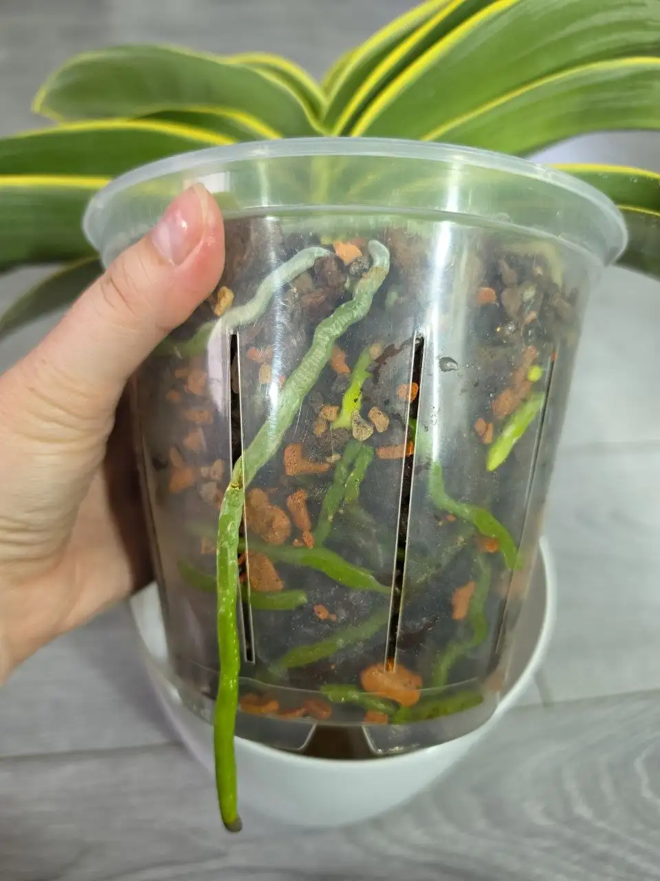 Орхидея фаленопсис Sogo Yenlin 'Coffee' variegata - Растения (Хобби и отдых) в Красноярск