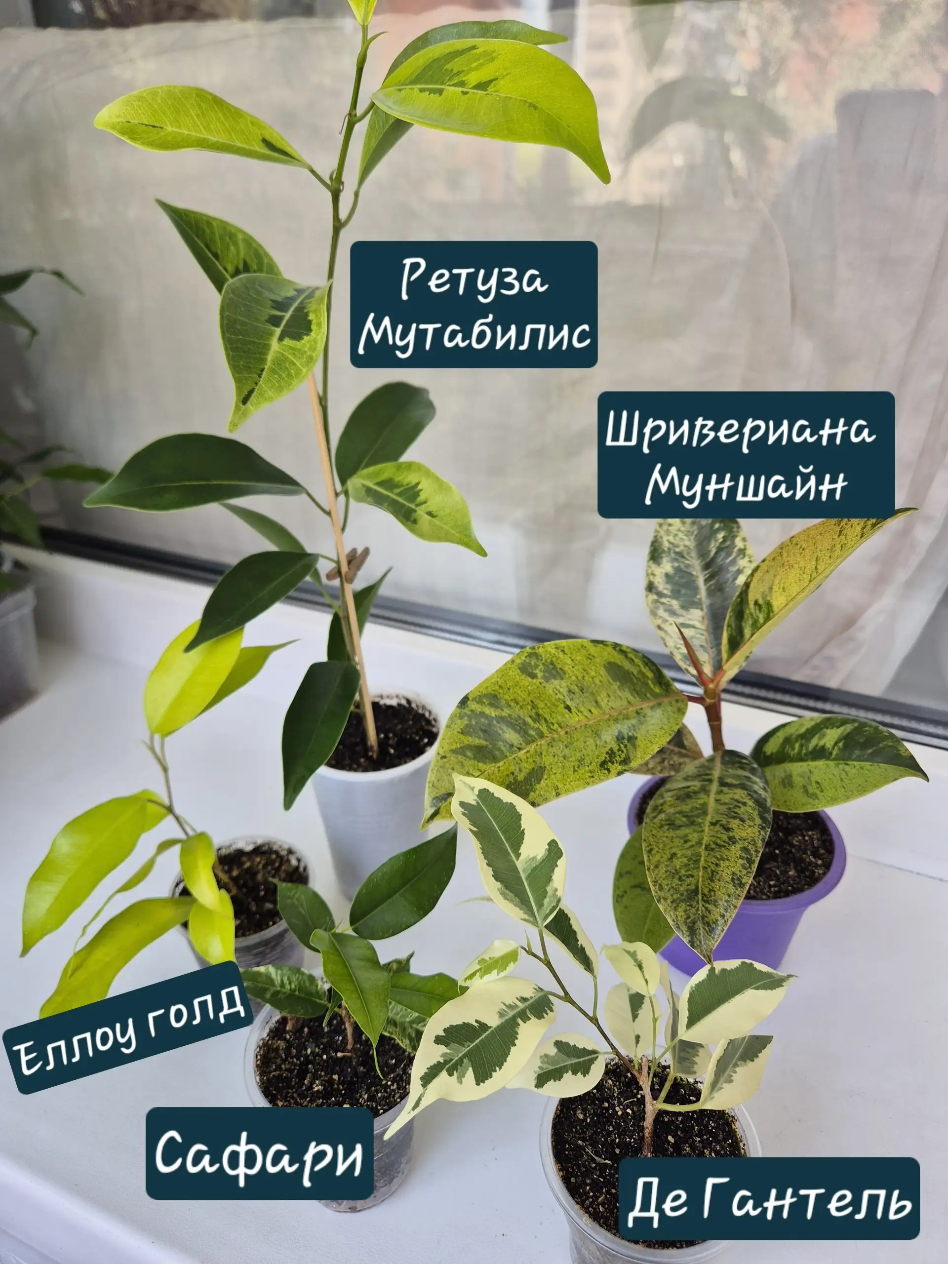 Фикусы Бенджамина различных сортов - Растения в Красноярск