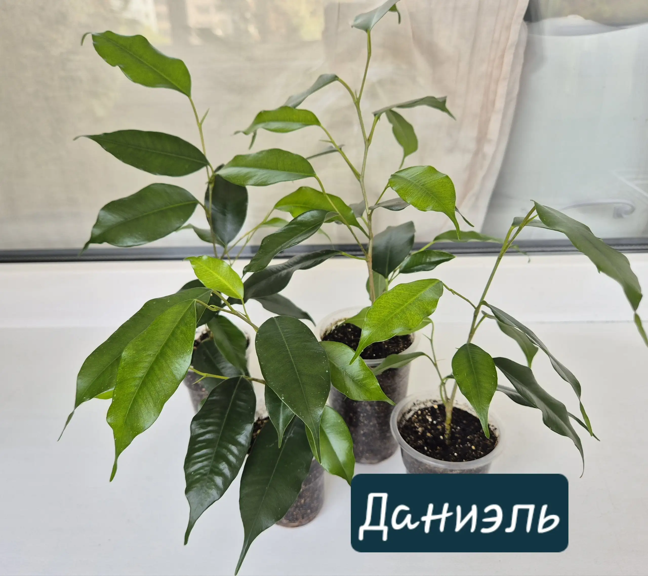 Фикусы Бенджамина различных сортов - Растения в Красноярск