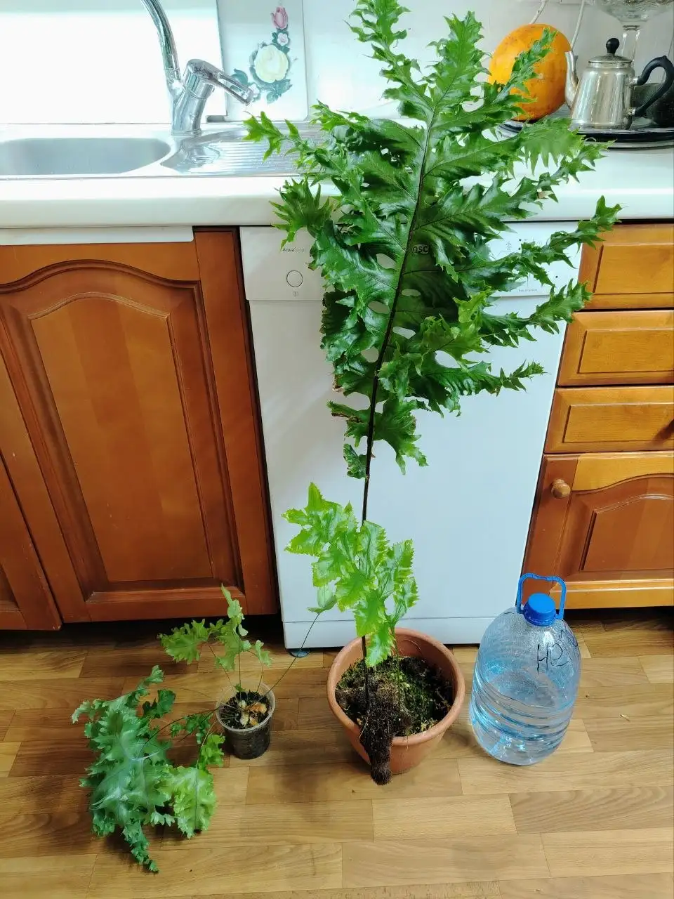 Продажа папоротника Drynaria sp Poonsak крупномер - Растения (Барахолка) в Красноярск