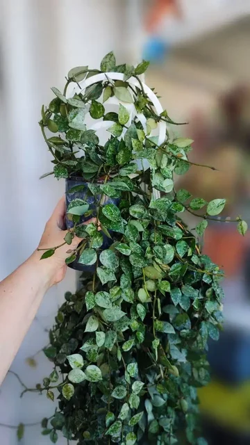Хойя Krohniana Eskimo, 1200 руб - Хобби и отдых в Красноярск