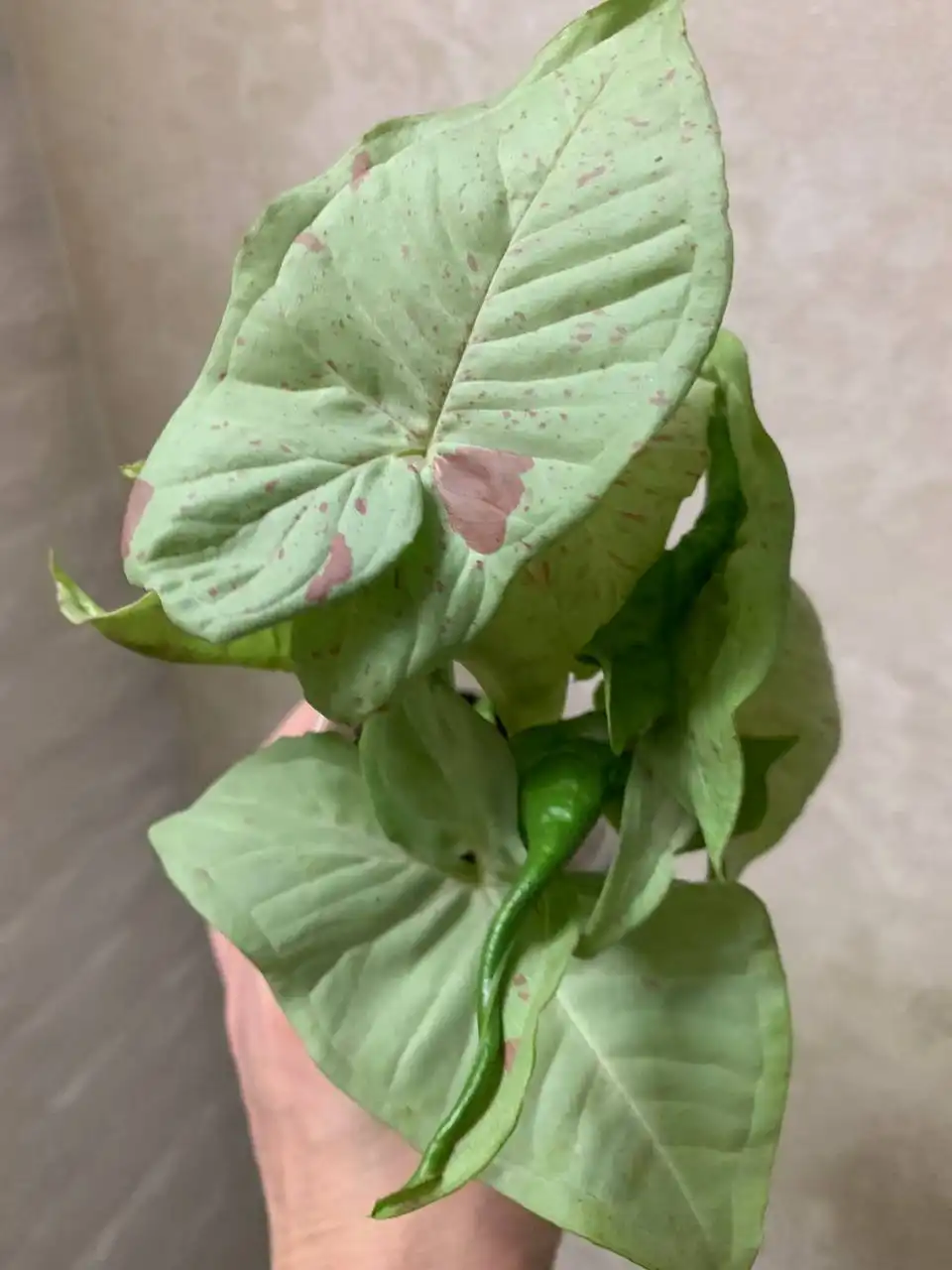 Продажа комнатных растений