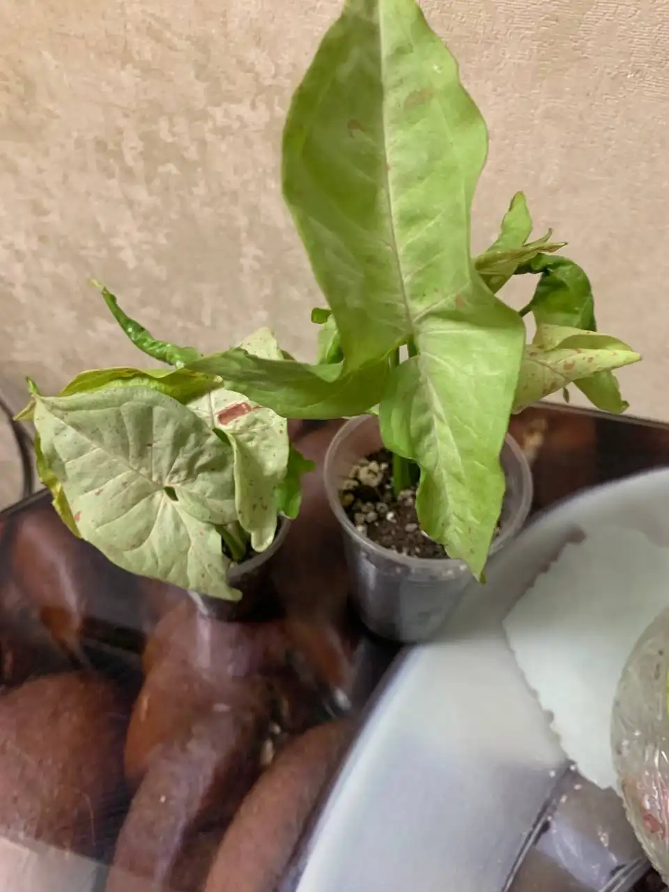 Продажа комнатных растений