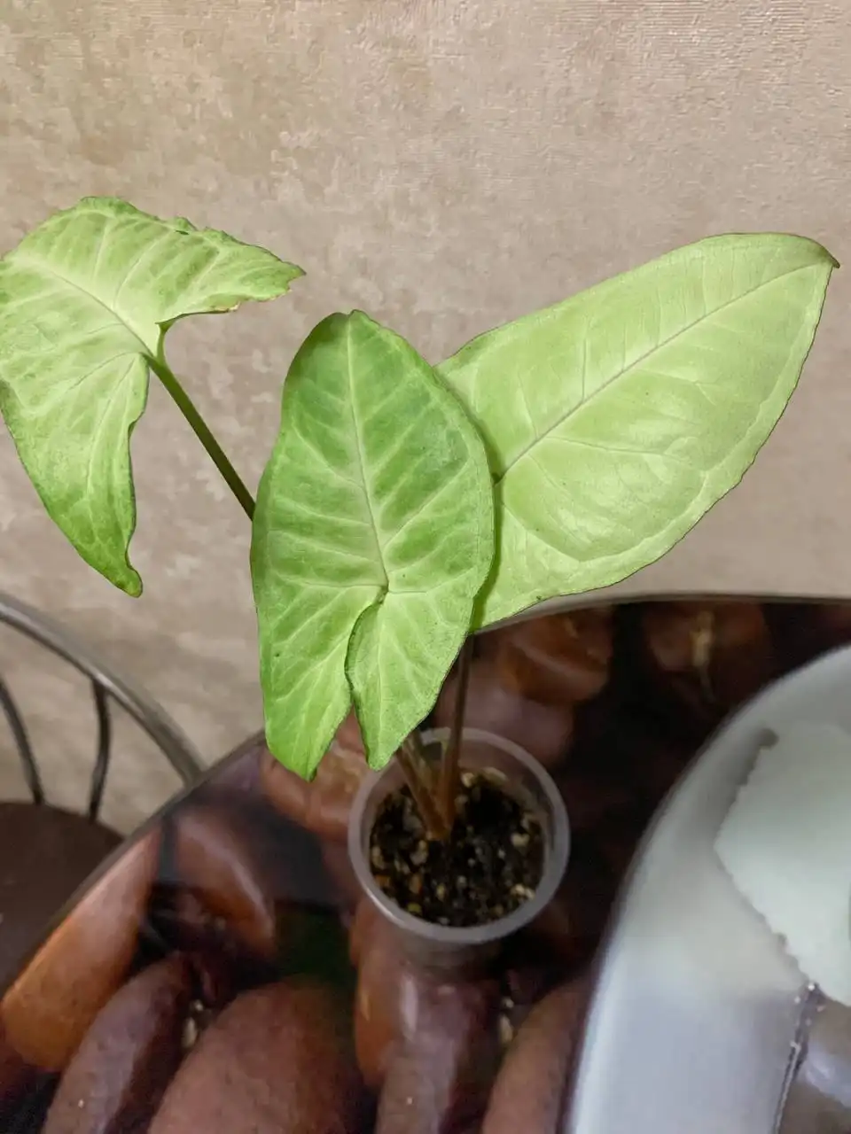 Продажа комнатных растений