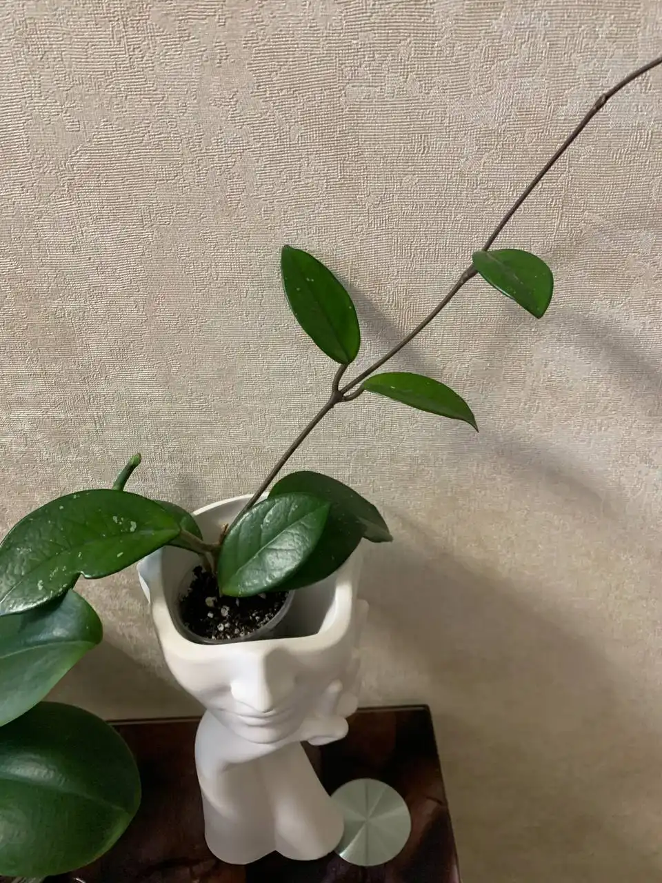 Продажа комнатных растений