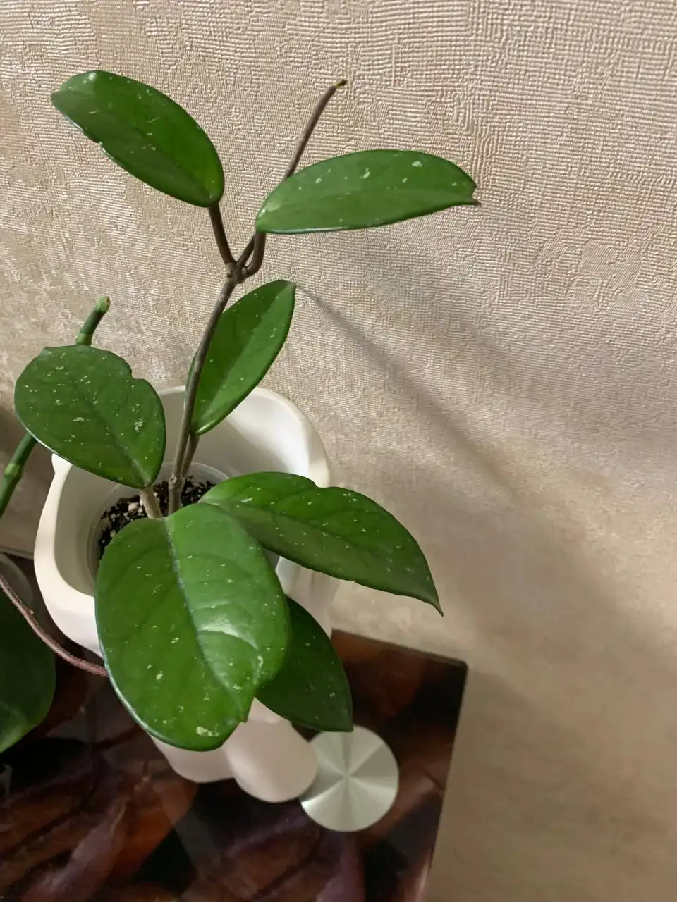 Продажа комнатных растений