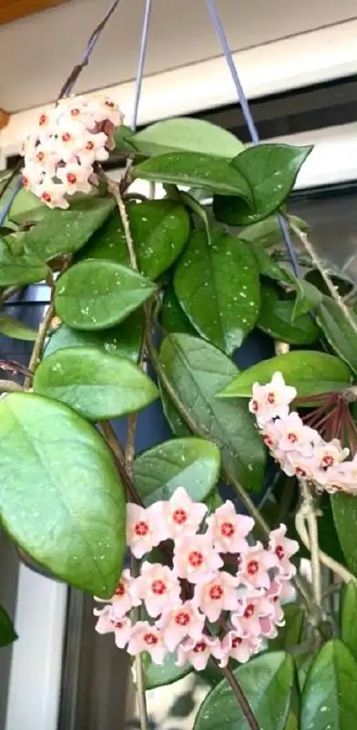 Продажа комнатных растений