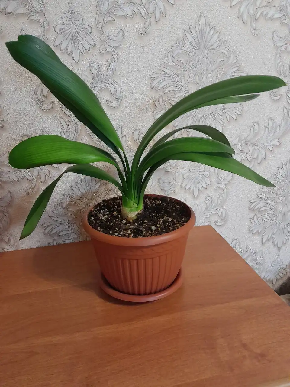 Продажа лыж, цветка кливия и системника в Подольске