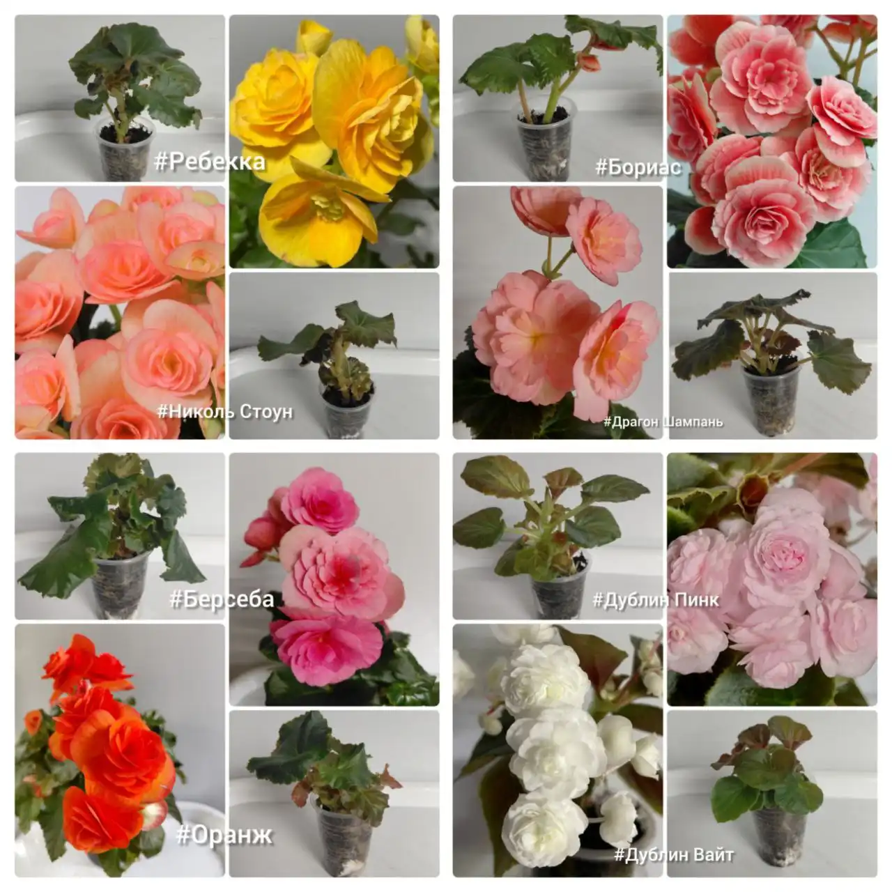 Продажа укорененных черенков бегонии