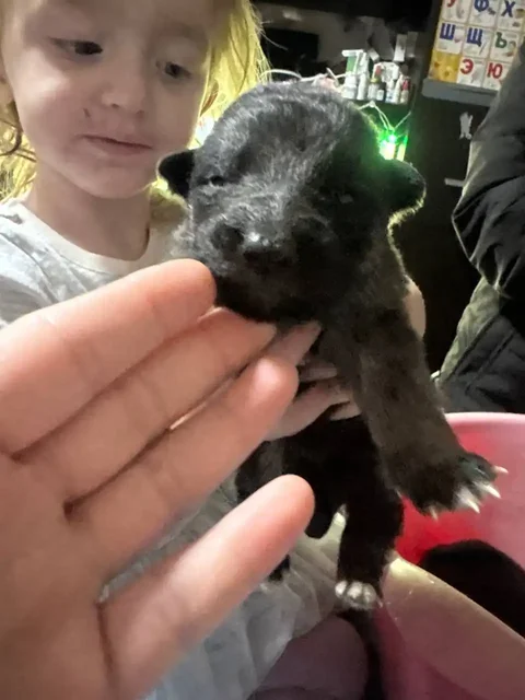 Щенки немецкой овчарки - Животные в Иркутск