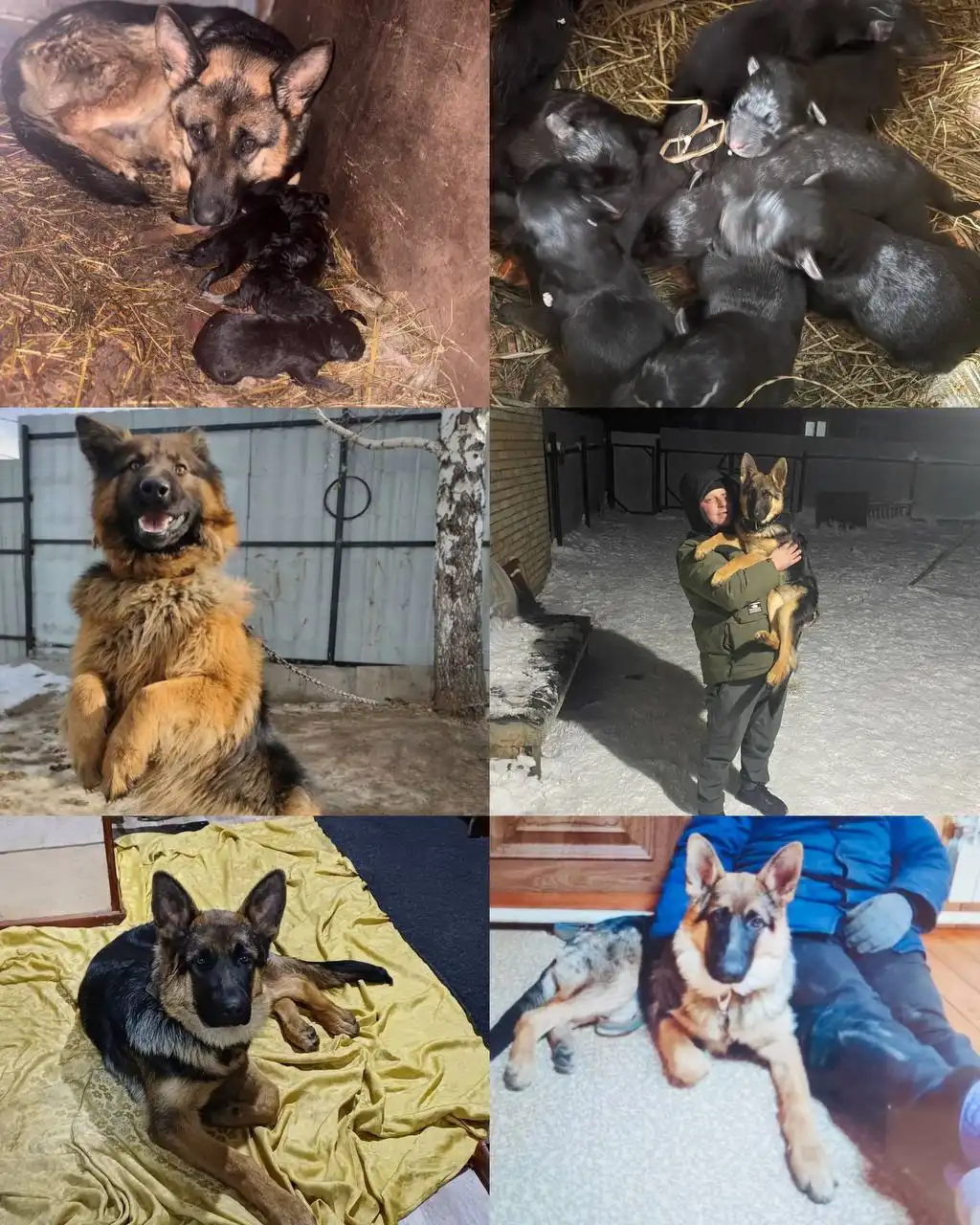 Щенки немецкой овчарки