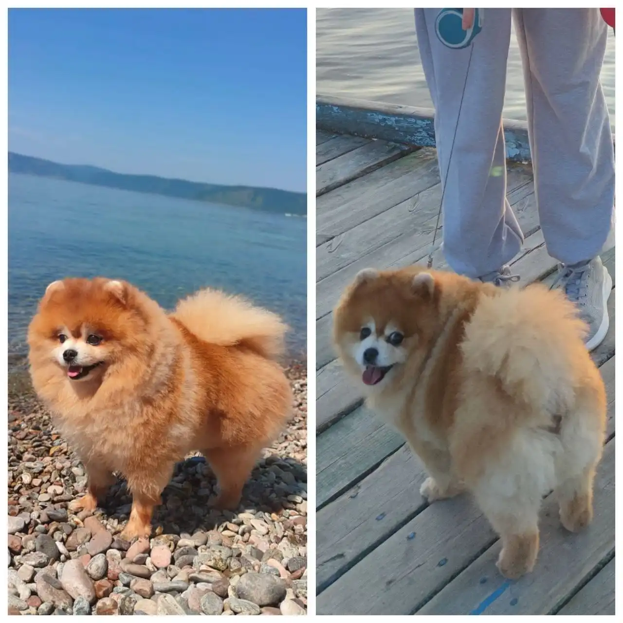 Поиск пропавшего рыжего кота с белой мордочкой в с.Олха