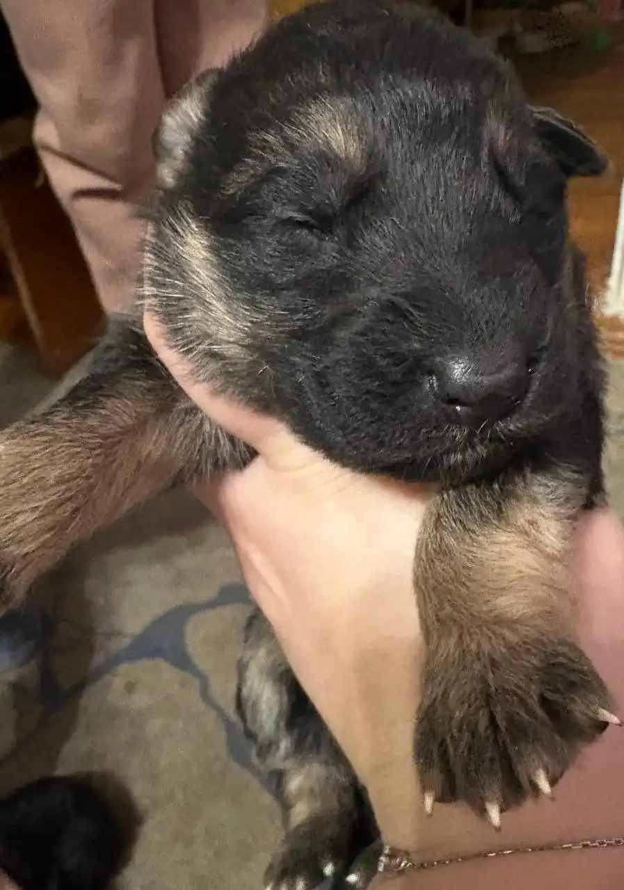 Щенята немецкой овчарки к продаже