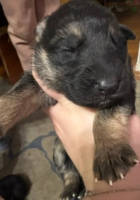 Щенята немецкой овчарки к продаже - Животные в Иркутск