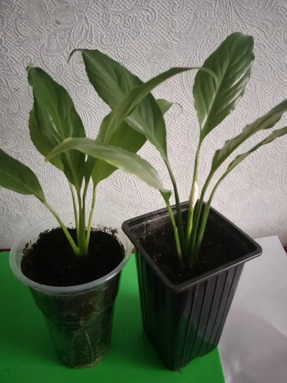 Продам спатифиллум в Шелехове